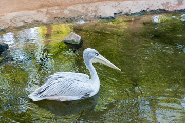 Beautiful pelican in water
