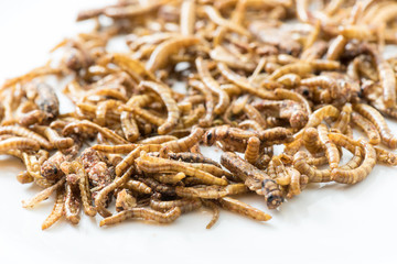 Fried cricket larvae