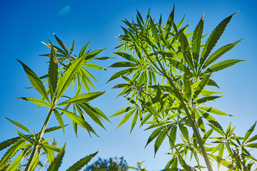 Beautiful still life with copy space of marijuana plant on blue sky background