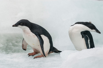 Adelie Penguin, juvenile on ice, Paulet island, Antarctica