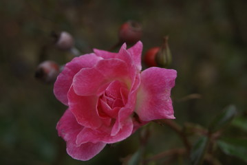 rose