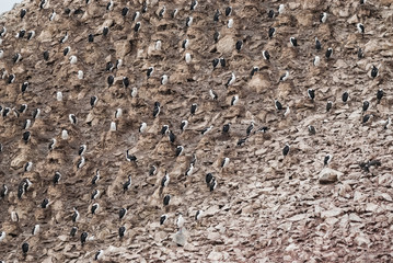 Imperial Cormorant,Leucocarbo atriceps​ o Phalacrocorax atriceps, breeding colony, Paulet Island, Antarica