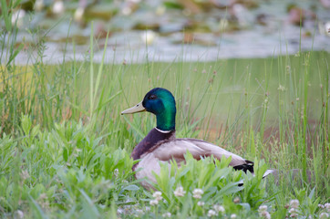 MALLARD DUCK BIRD WITH GREEN HEAD YELLOW BEAK SWIMMING IN POND LAKE WATER
