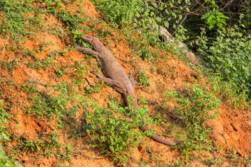 Water monitor lizard. Yala National Park. Sri Lanka.