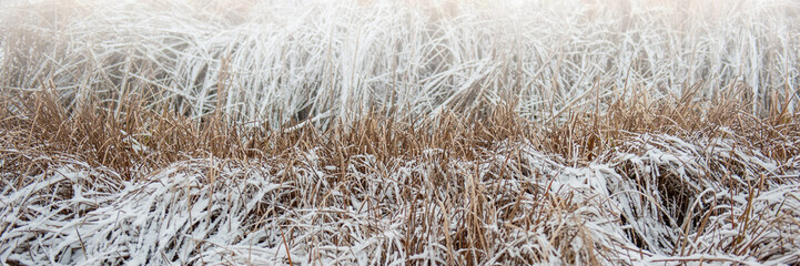 Dry reeds covered with snow.