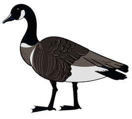 Canada Goose