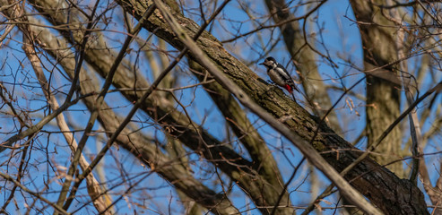 Woodpecker bird on leaf tree in winter sunny day
