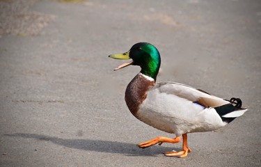 Quacking Duck 