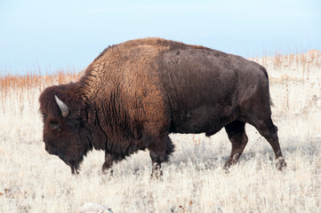Bison Antelope Island Utah