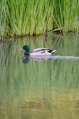 MALLARD DUCK BIRD WITH GREEN HEAD YELLOW BEAK SWIMMING IN POND LAKE WATER