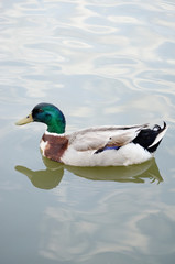 MALLARD DUCK BIRD WITH GREEN HEAD YELLOW BEAK SWIMMING IN POND LAKE WATER
