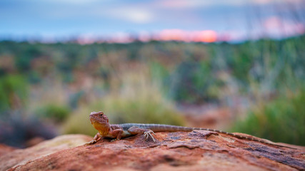 lizard in the sunset of kings canyon, northern territory, australia 22
