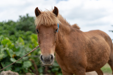 Obraz premium 竹富島の馬