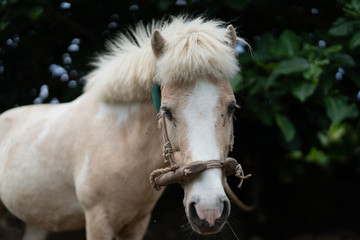 竹富島の馬