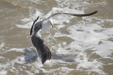 WHITE RING-BILLED SEAGULL BIRDS FLYING OVER OCEAN WATER
