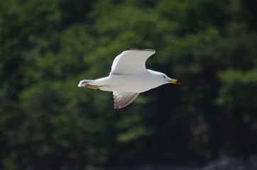 WHITE RING-BILLED SEAGULL BIRDS FLYING OVER OCEAN WATER