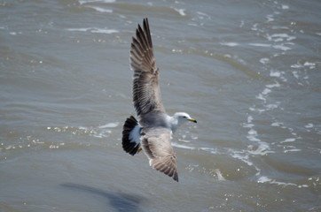 WHITE RING-BILLED SEAGULL BIRDS FLYING OVER OCEAN WATER