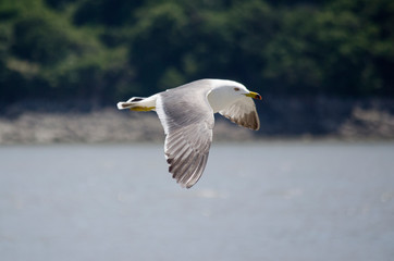 WHITE RING-BILLED SEAGULL BIRDS FLYING OVER OCEAN WATER