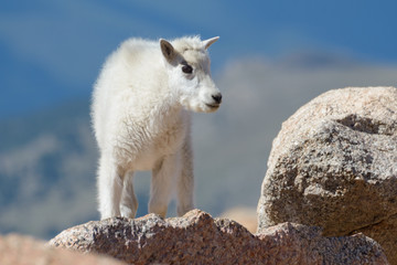 Wild Mountain Goats of the Colorado Rocky Mountains