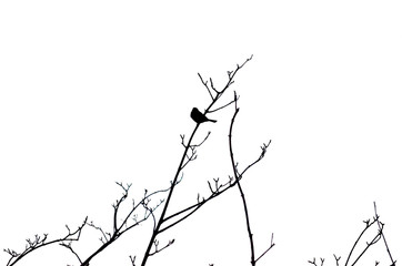 SMALL BIRD BLACK AND WHITE SILHOUETTE PERCHED ON TREE BRANCHES