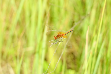 Close-up of a dragonfly sitting on the grass on a blurred background of a summer landscape with green grass and in the sun
