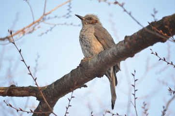 BEAUTIFUL STUNNING BROWN EARED BULBUL HYPSIPETES AMAUROTIS BROWN BIRD PERCHED ON TREE BRANCHES WITH SKY BACKGROUND