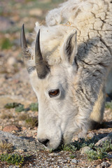 Wild Mountain Goats of the Colorado Rocky Mountains