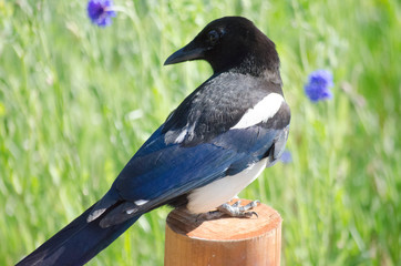 Fototapeta premium EURASIAN COMMON MAGPIE PICA PICA BIRD FLYING IN NATURE