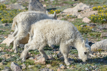 Obraz premium Wild Mountain Goats on Colorado Mountain Peaks.