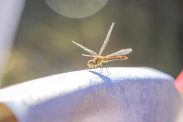 Close-up of a dragonfly sitting on a table on a blurred background of a summer landscape with green grass and in the sun