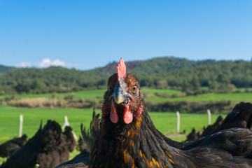Free range Egg Chickens grazing at chicken farm. This is brahma egg chickens grazing outside...