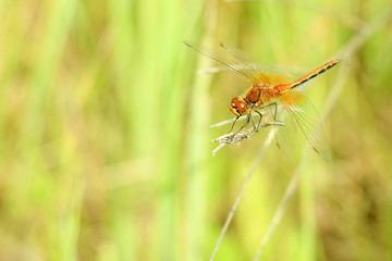 Close-up of a dragonfly sitting on the grass on a blurred background of a summer landscape with green grass and in the sun