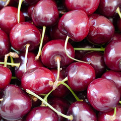Ciliegia. Frutta fresca biologica. Raccolto