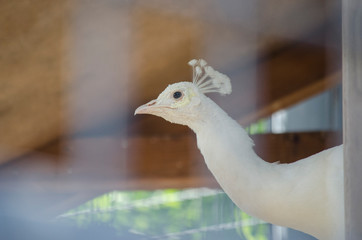 LEUCISTIC ALBINO WHITE PEAFOWL PEACOCK BIRD