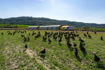 Free range Egg Chickens grazing at chicken farm. This is brahma egg chickens grazing outside...