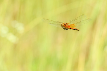 Close-up of a dragonfly flying on a field on a blurred background of a summer landscape with green grass and in the sun