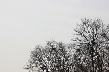 겨울나무가지에 까치집들