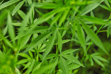 Green fresh marijuana leaves pattern