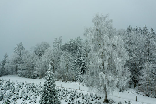 Frozen Christmas Trees Frosted in Winter Snow