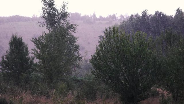 Rainfall on the trees - (4K)