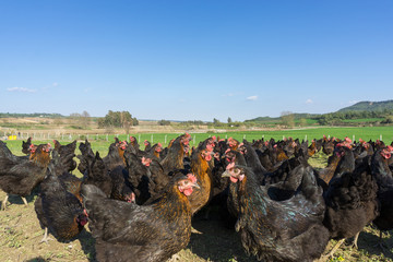 Free range Egg Chickens grazing at chicken farm. This is brahma egg chickens grazing outside...