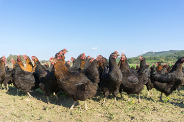 Free range Egg Chickens grazing at chicken farm. This is brahma egg chickens grazing outside...