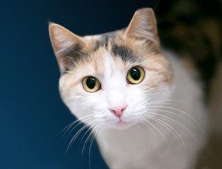 A Calico domestic shorthair cat with its left ear tipped, indicating that it has been spayed or neutered and vaccinated