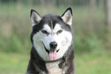 Husky sitzt auf dem Rasen