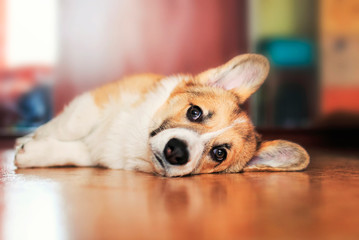 funny portrait of cute little red puppy dog Corgi lying on the floor and looking dreamy and with...