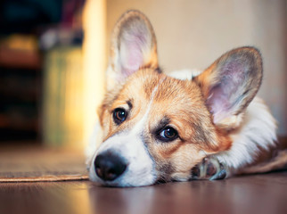 cute little Corgi puppy lying at home on the floor and looking sad with thoughtfully
