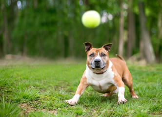A playful red and white Pit Bull Terrier mixed breed dog about to catch a ball