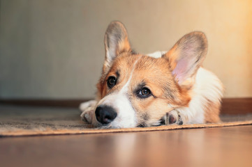 funny portrait of cute little red puppy dog Corgi lying on the floor and looking dreamy up