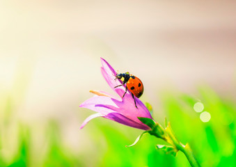 ladybug crawling on a beautiful lilac flower bell on a summer meadow
