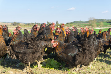 Free range Egg Chickens grazing at chicken farm. This is brahma egg chickens grazing outside...